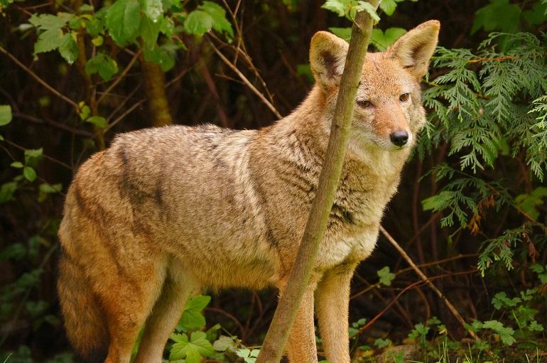 Coyote