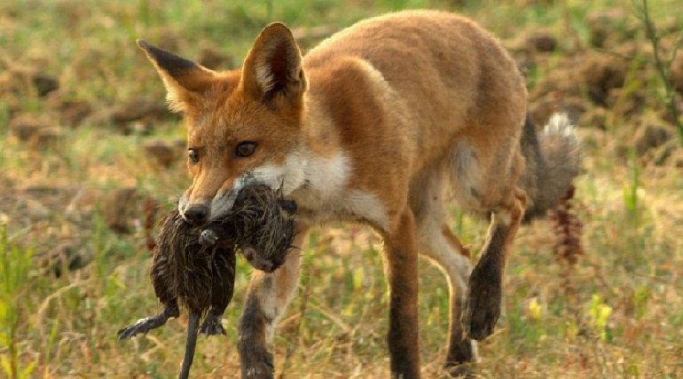 Red Tail Fox- Background History, Traits, Facts And More!