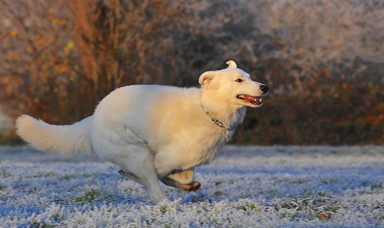 all white german shepherd