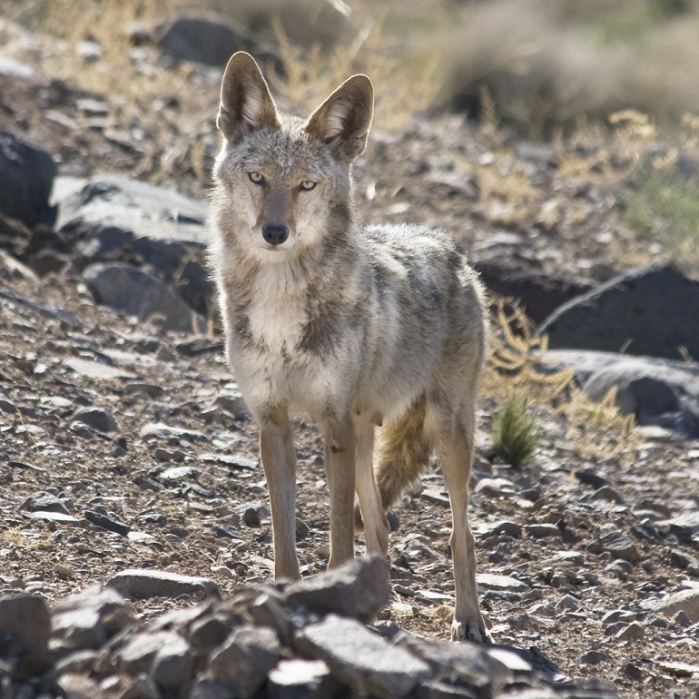 what color is a coyote
