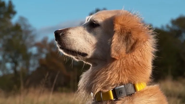 whistle dog collar