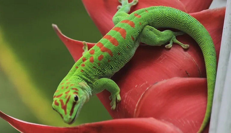 green gecko lizard