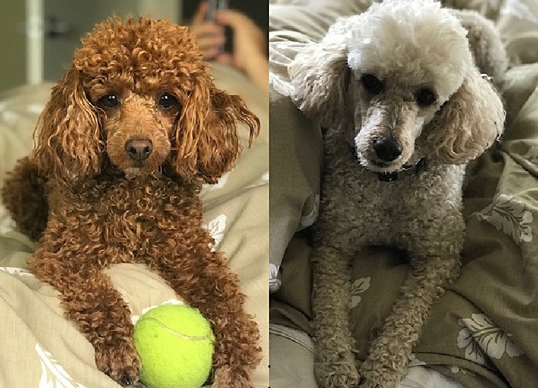 https://worldanimalfoundation.org/wp-content/uploads/2022/10/health-and-care-of-toy-poodle-review.jpg