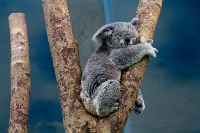 austrailian food chain with koala