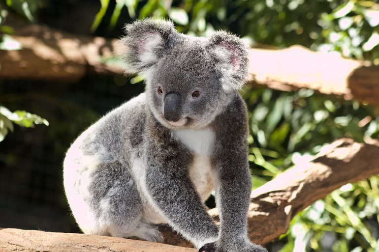 austrailian food chain with koala