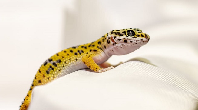 what does a gecko look like
