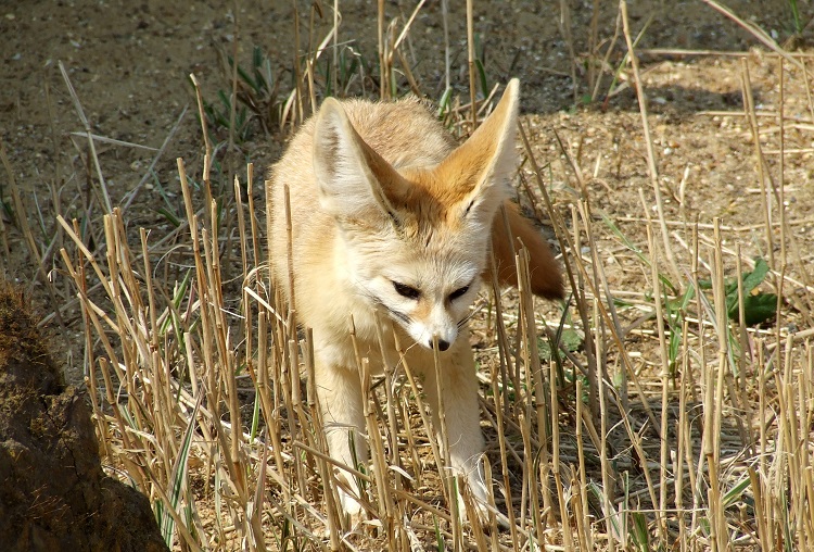 long eared fox