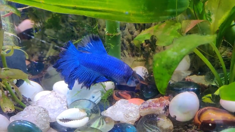 betta fish laying on side at bottom of tank