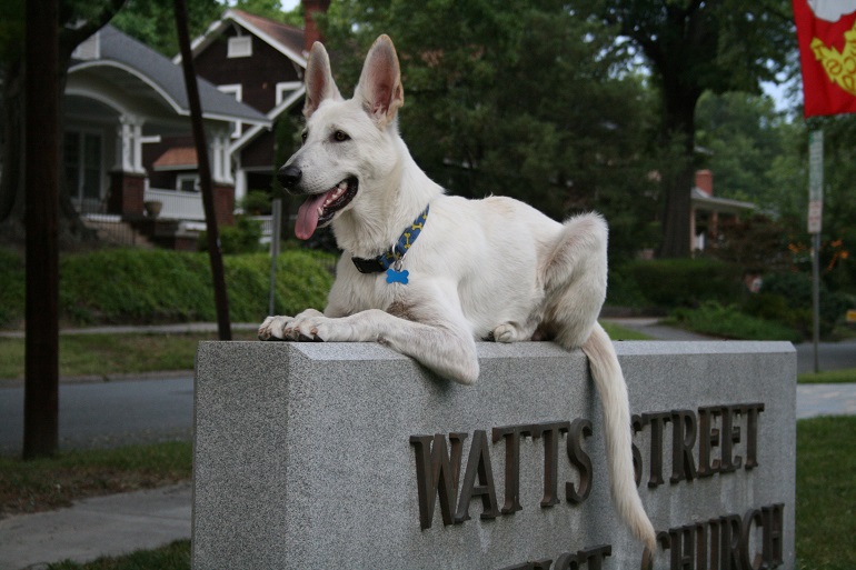 white german shepherds