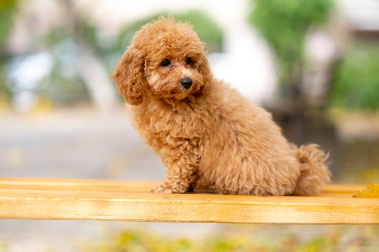 What Is The Smallest Poodle Toy Or Miniature