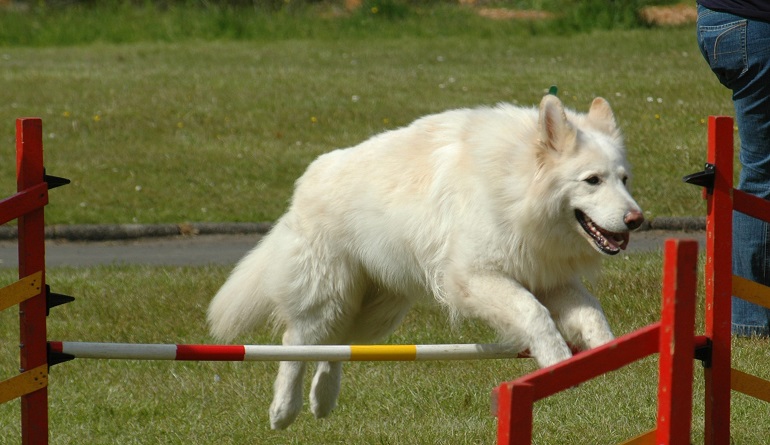 White german cheap shepherd training