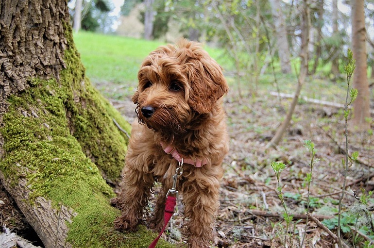 mini labradoodle -review
