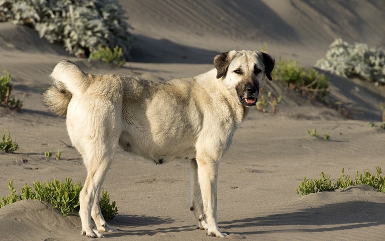 How fast can an anatolian cheap shepherd run