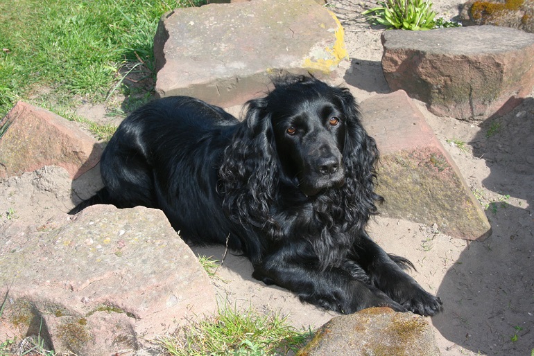 boykin spaniel is ill with respiratory signs