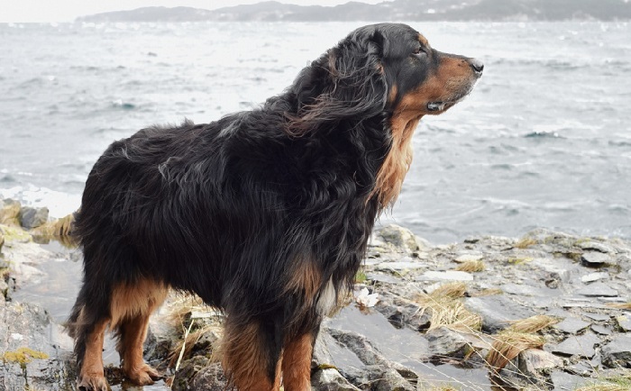 gordon setter