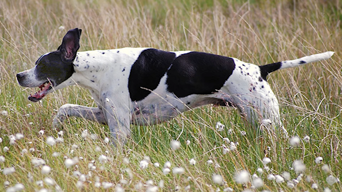 do pointer dogs bark a lot