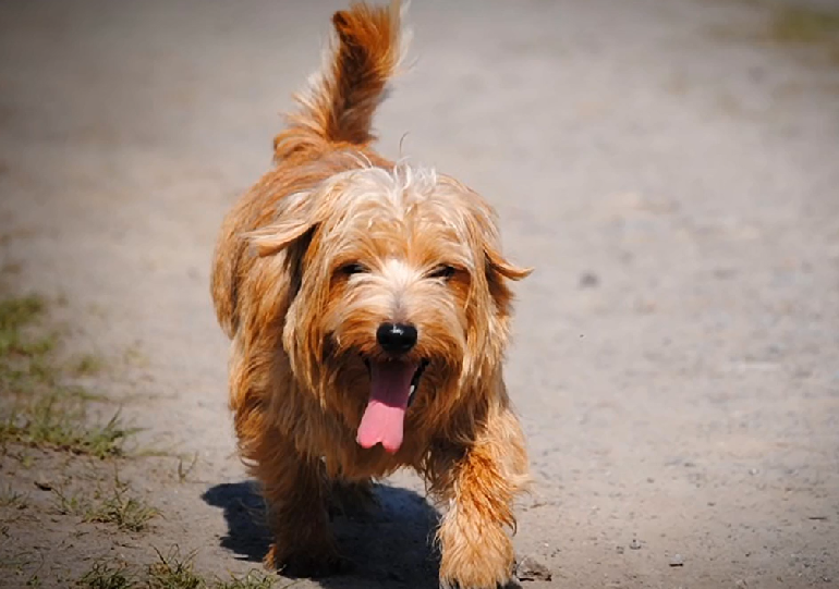 are norfolk terriers cuddly