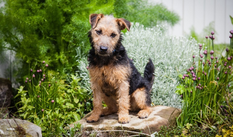 airedale terrier is ill with canine minute virus