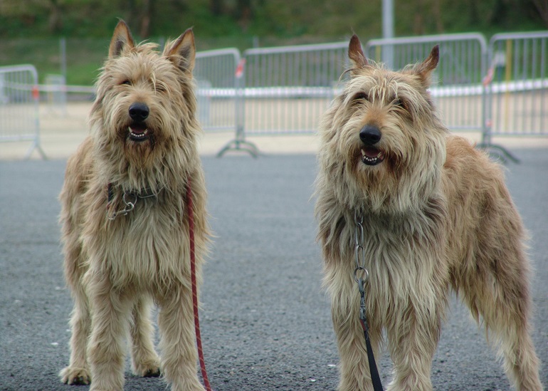 Berger Picard A Rare Dog Breed | atelier-yuwa.ciao.jp