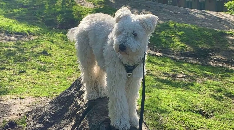 hungarian pumi dog