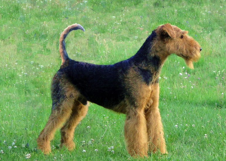 Lakeland terrier hot sale weight