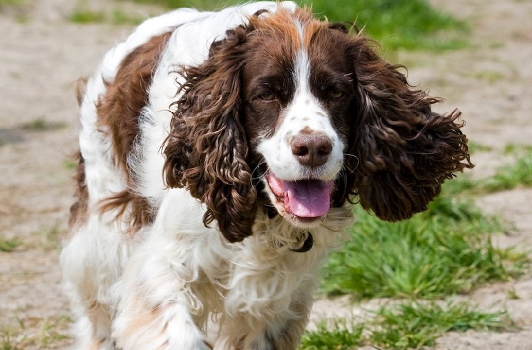 field spaniel