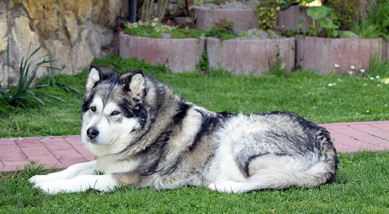 Female Alaskan Husky