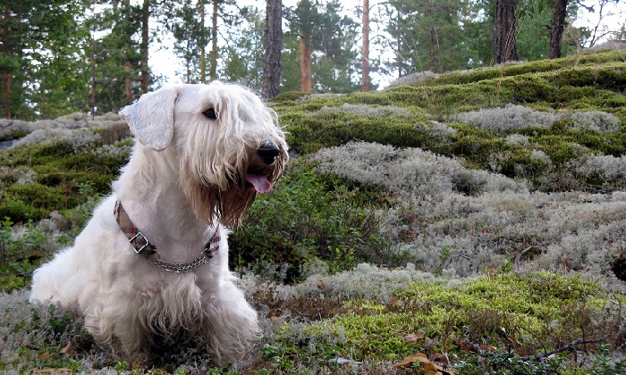 cesky terrier