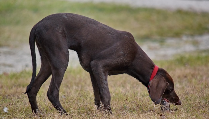 pointer dog