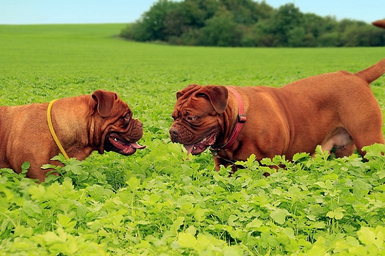 Dogue de bordeaux with best sale other dogs