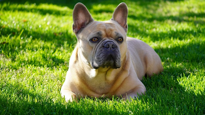 frenchie puppies