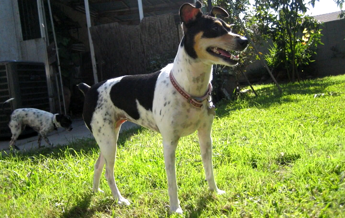 do rat terrier ears stand up