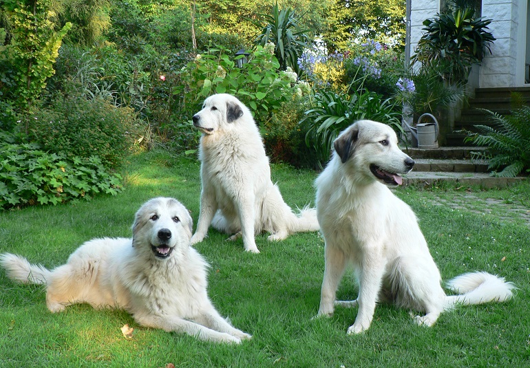 Akbash store pyrenees puppies