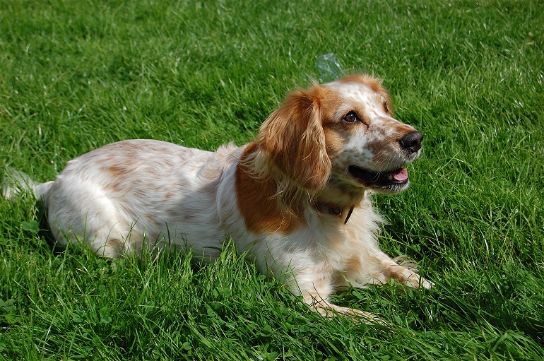 english cocker spaniel