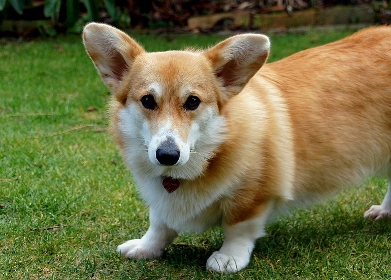 corgi puppies
