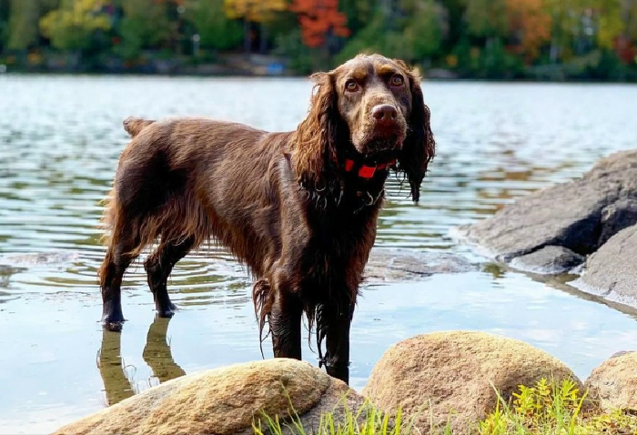 field spaniel breeders