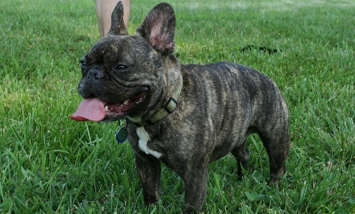 french bulldog