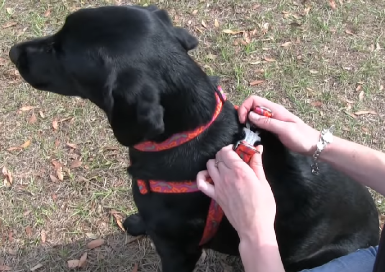 How to put outlet body belt for dogs