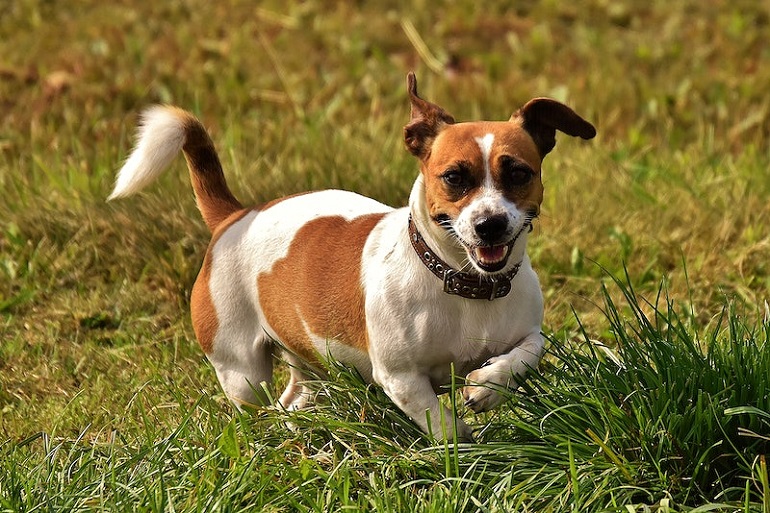 how big do rat terriers get