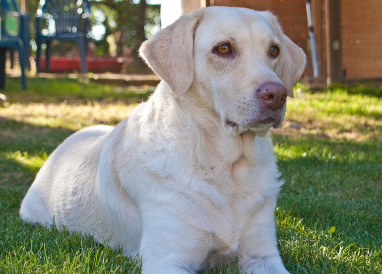 great pyrenees akbash