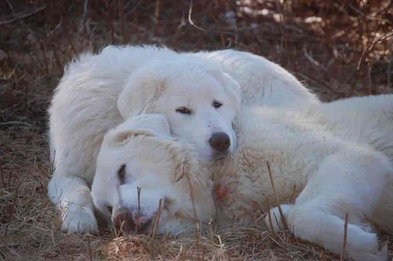 akbasha great pyrenees mix