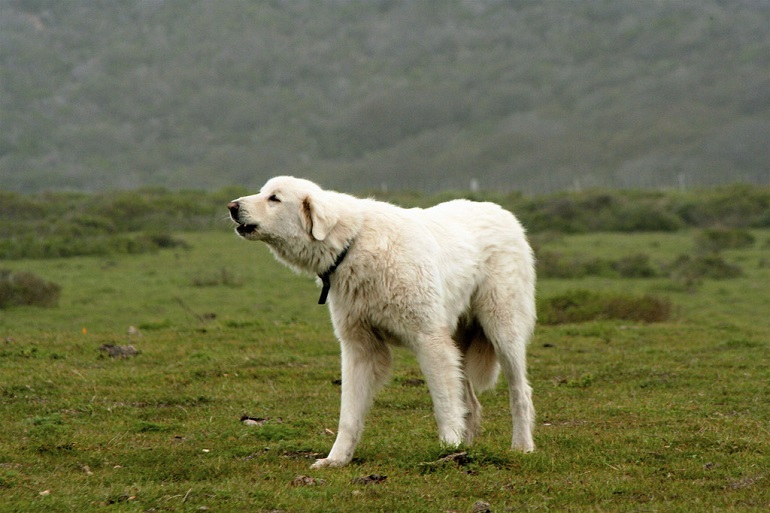 Turkish akbash hot sale dog