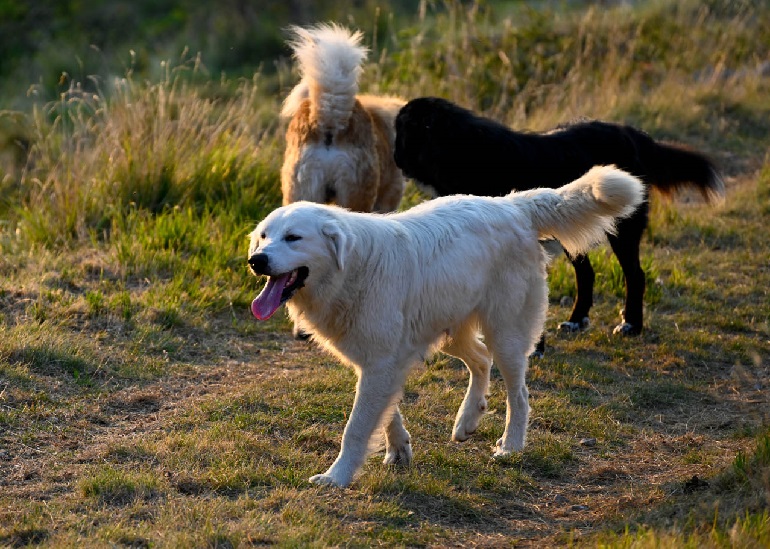 great pyrenees akbash mix