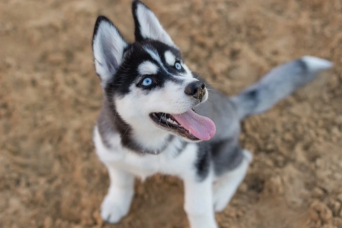 huskys