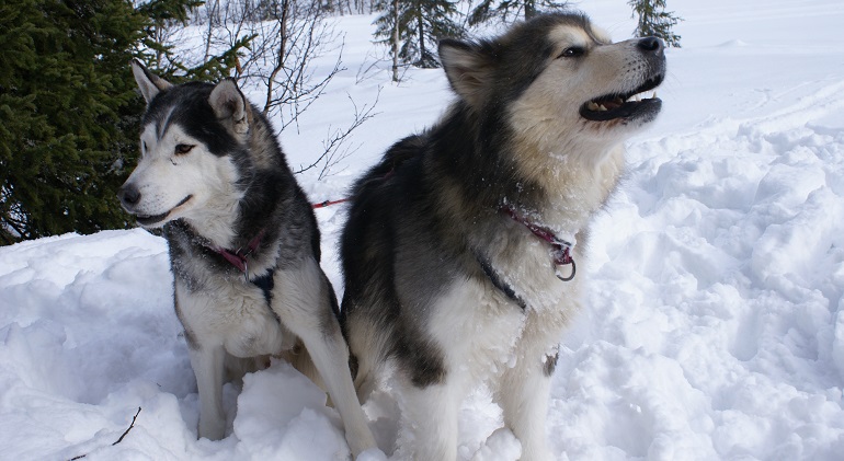 huskys