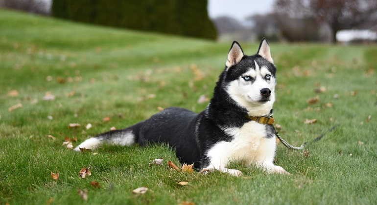 alaskan huskies