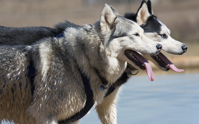 american huskies