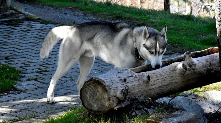 alaskin husky
