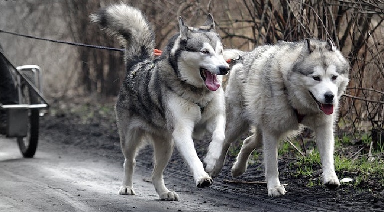 full grown husky size