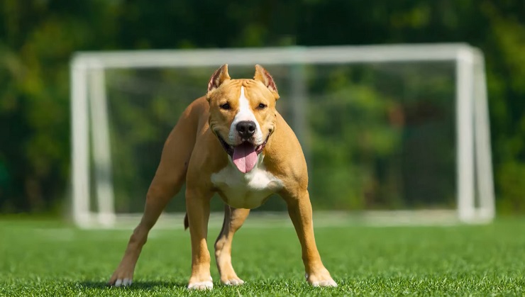 staffordshire terrier
3
75.0K
66
1.09
3,839
2	
 
https://www.akc.org/dog-breeds/american-staffordshire-terrier/


SERP
12 h ago

american staffordshire terrier puppies